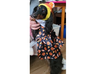 Crocheted Dog Hat for Small Dog Crocheted Dog Hat for Small Dog